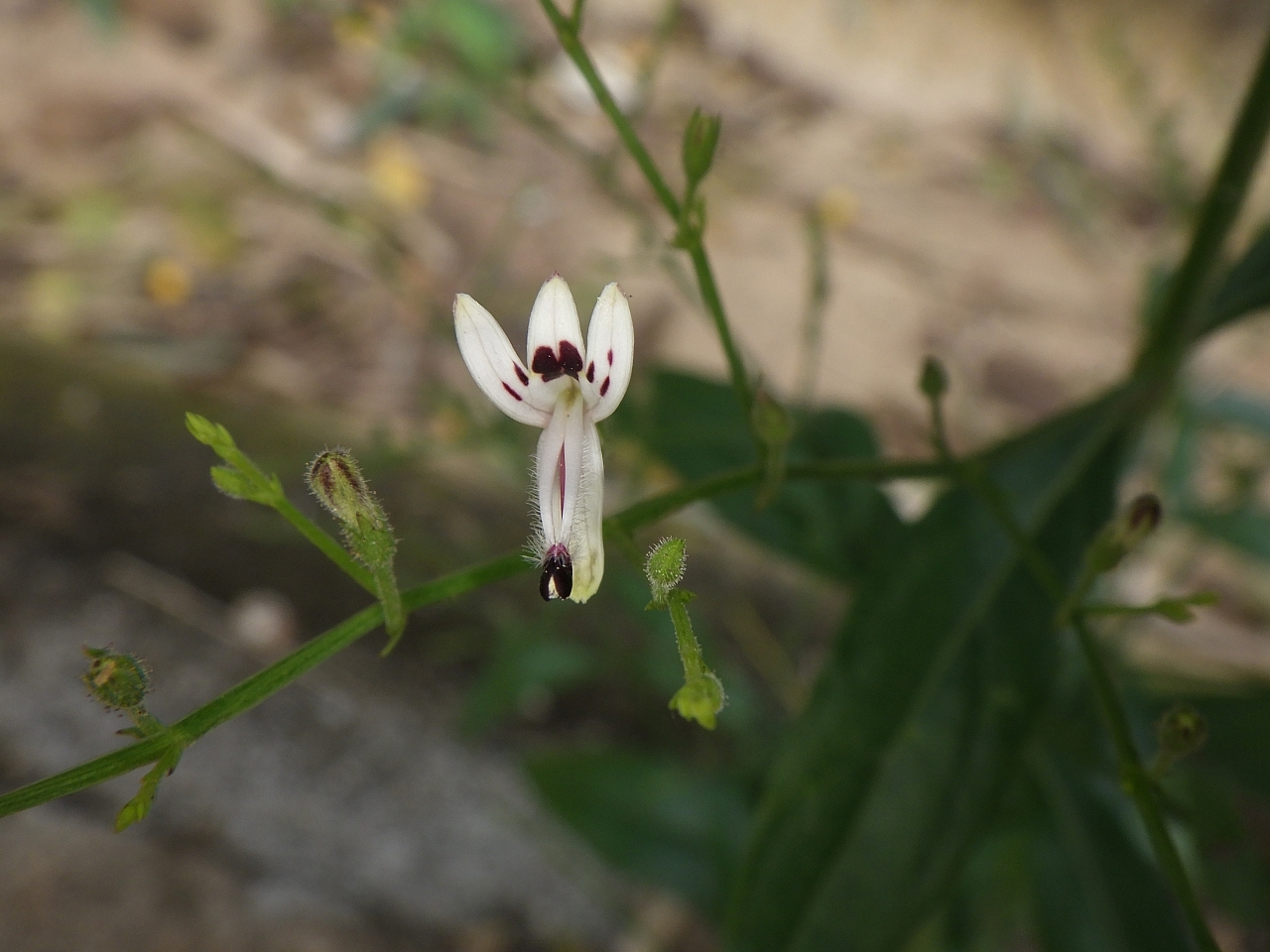 Andrographis paniculata (Andrographis paniculata)