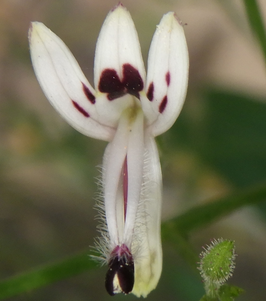 Andrographis paniculata — ảnh 3