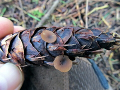 Ciboria rufofusca