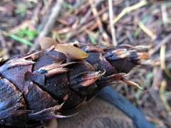 Ciboria rufofusca