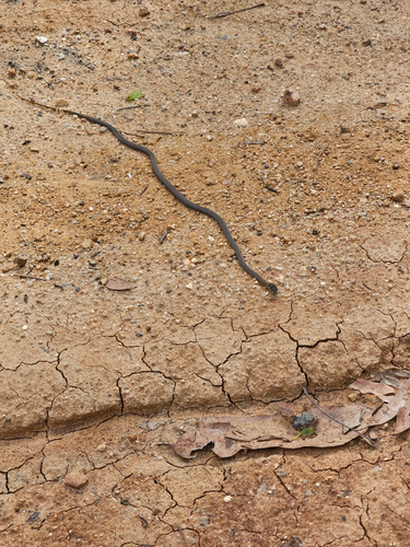 Collared Whipsnake sighting
