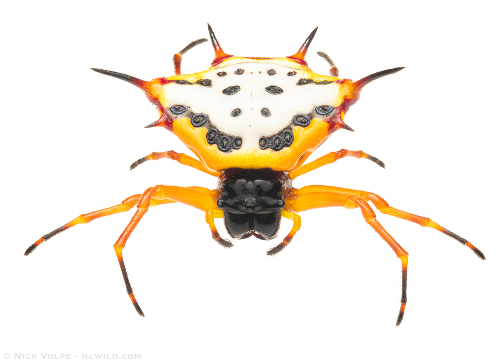 Gasteracantha aciculata