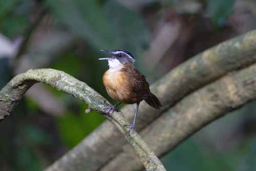 Bornean Black-capped Babbler (Pellorneum capistratoides), photo 9
