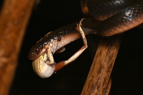 Common Brown Water Snake, Lycodonomorphus rufulus