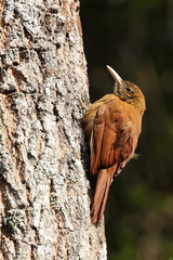 Dendrocolaptes picumnus