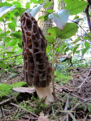 Morchella norvegiensis