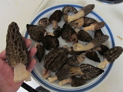 Morchella norvegiensis