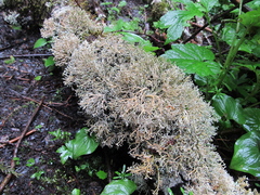 Sphaerophorus venerabilis