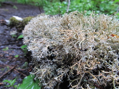 Sphaerophorus venerabilis