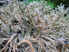 Sphaerophorus venerabilis