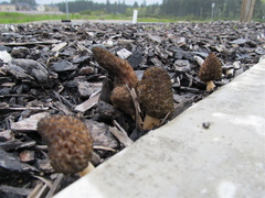 Morchella importuna