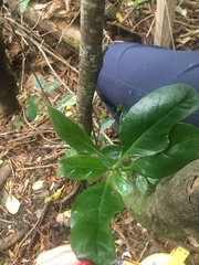 Coprosma repens x robusta