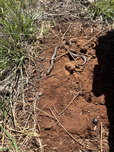 Whip Hooded Snake sighting