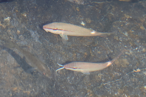 Pearly goatfish (Parupeneus margaritatus) — Mullidae