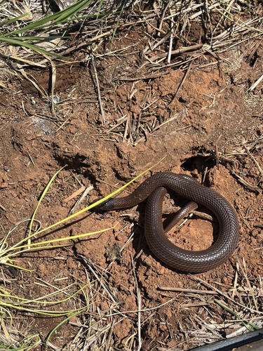 Whip Hooded Snake sighting
