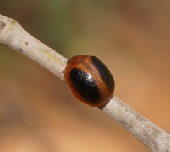 Dicranosterna immaculata
