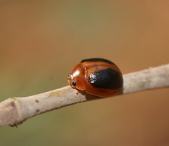 Dicranosterna immaculata