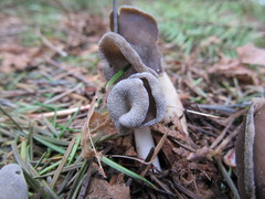Helvella ephippium