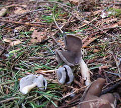 Helvella ephippium