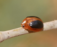 Dicranosterna immaculata