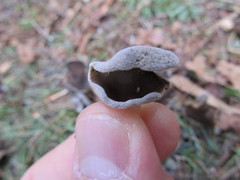 Helvella ephippium