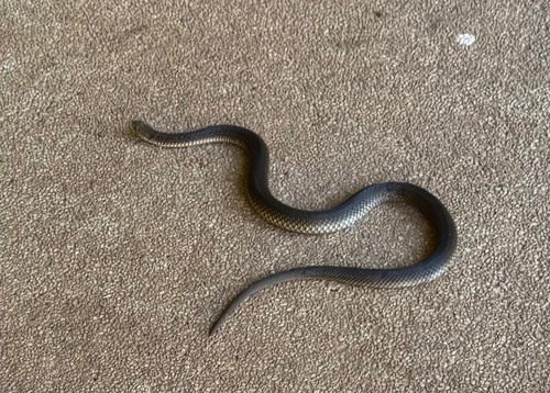 Lowlands Copperhead sighting