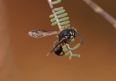 Masarinae