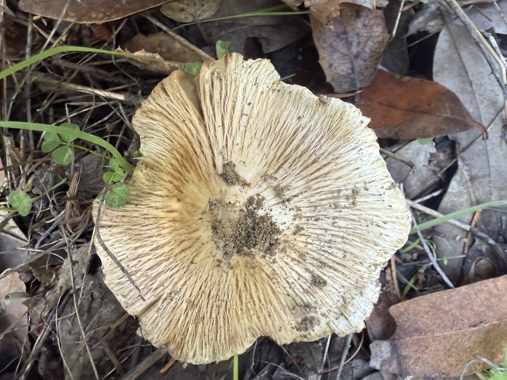 Pseudosperma sororium · December 2025 · photo: © hllrnnr (iNaturalist, cc0)