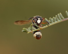 Masarinae