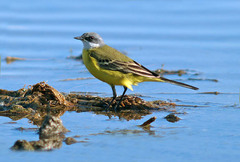 Motacilla flava cinereocapilla