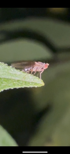 Unknown species found near College Station, TX, US