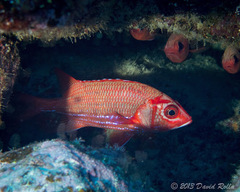 Sargocentron tiere