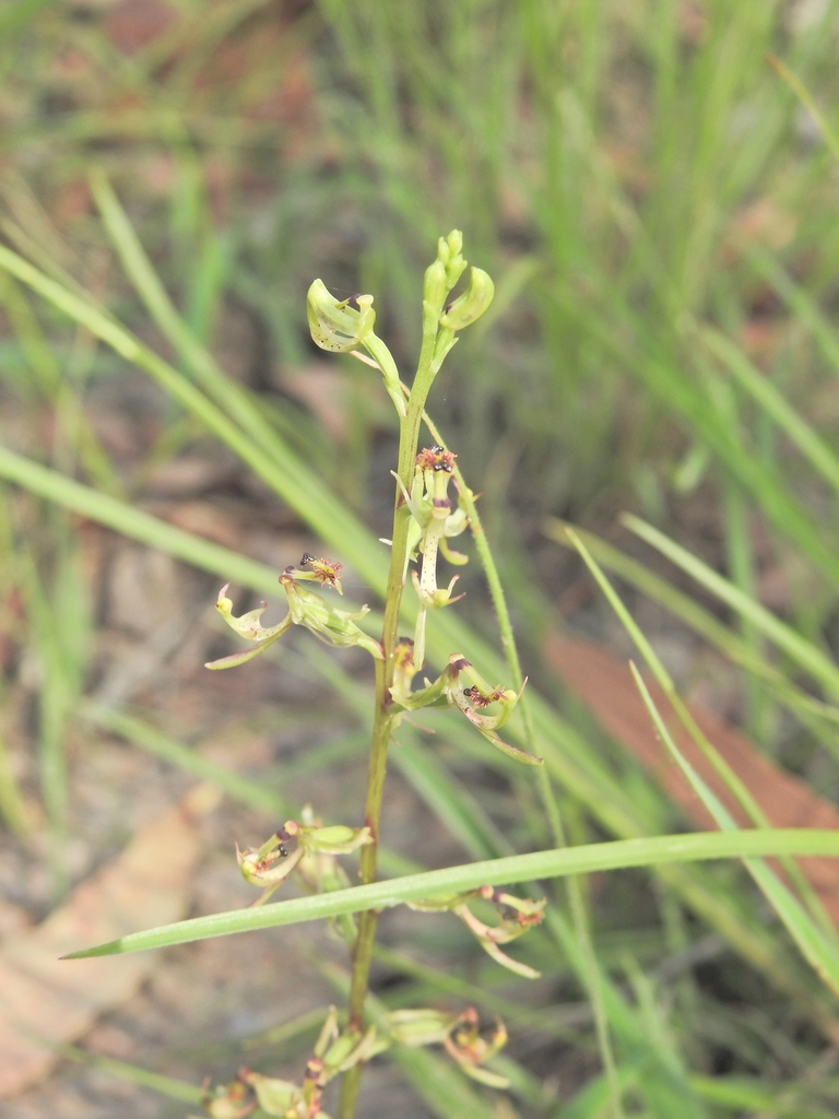 Arthrochilus irritabilis