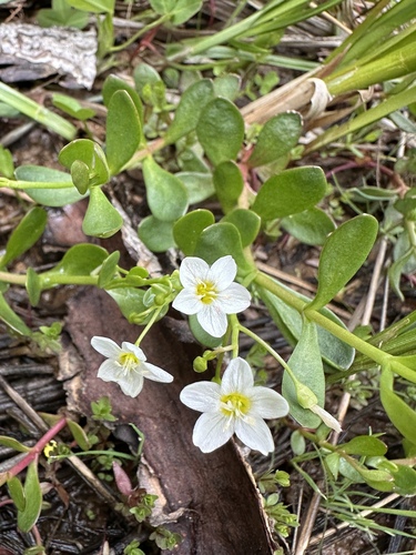 toadlily (Montia chamissoi)