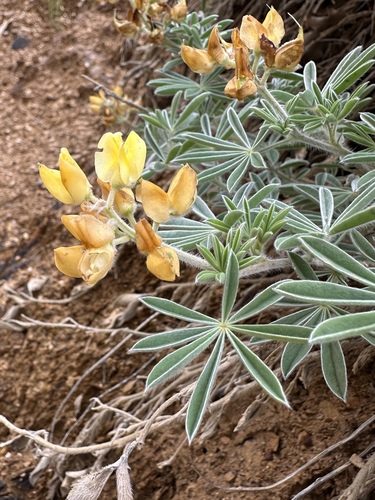 Quincy Lupine (Lupinus dalesiae)