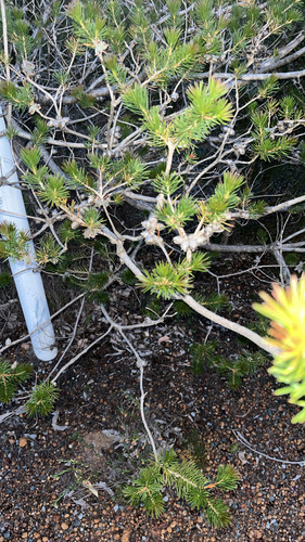 Mouse ears (Melaleuca rupestris)