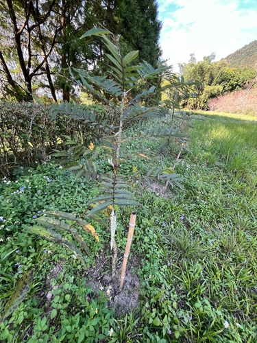 Zanthoxylum ailanthoides iNat (2)