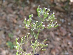 Centranthus calcitrapae