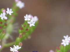 Centranthus calcitrapae
