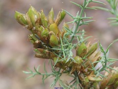 Ulex eriocladus