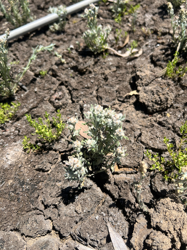 Diamantina Cudweed (Gnaphalium diamantinense)