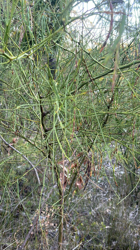 Wiry Wattle (Acacia extensa)