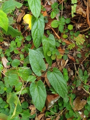 Aristolochia acuminata