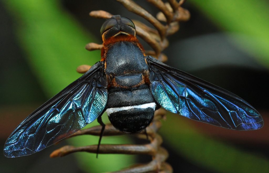 Ligyra tantalus