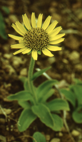 Alaskan arnica (Arnica unalaschcensis)