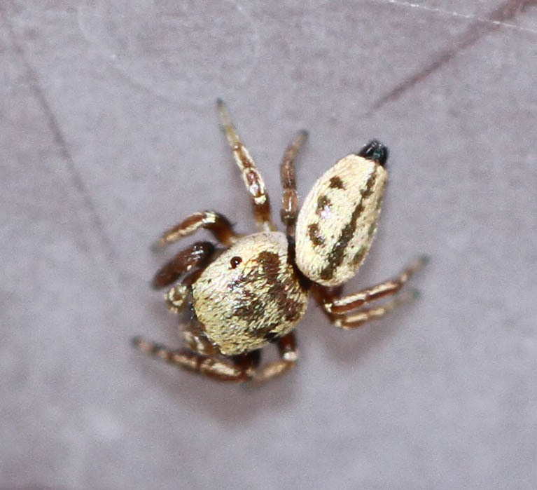 Sassacus paiutus