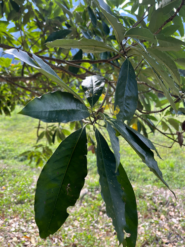 Machilus japonica iNat (1)