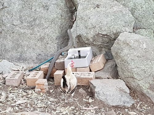 Eastern Brown Snake sighting