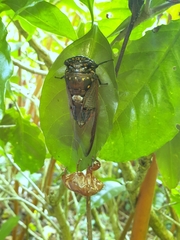 Cryptotympana aquila