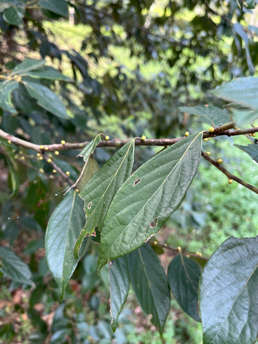 Lindera communis iNat (1)